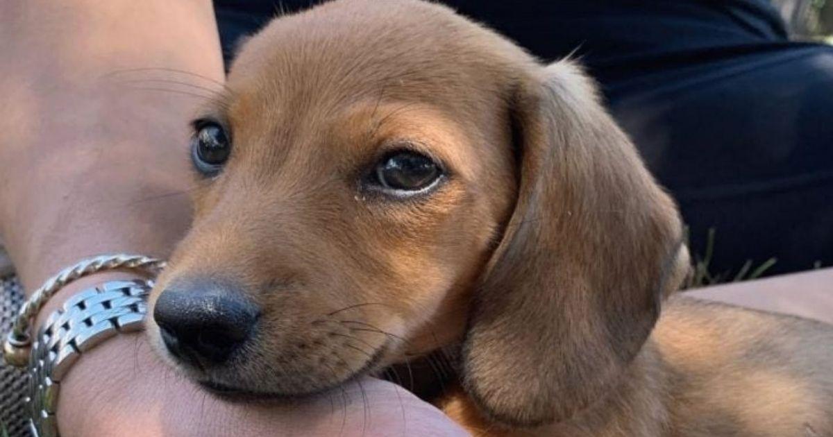 Couple Adopts Tiny Dog And Is Amazed By His Endless Energy