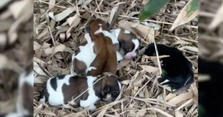 Helpless Newborn Puppies Crying For Their Mom Found Shivering On A Pile Of Leaves