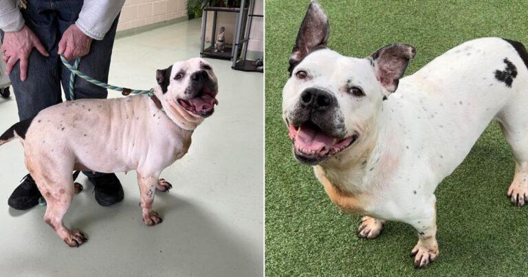 Deaf Dog Finds Forever Home After 553 Days In Shelter, Now Hears With Her Heart