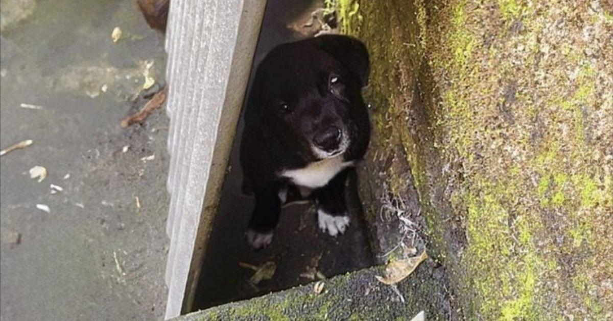 Deaf Mama Dog And Her Blind Puppy Abandoned But Not Forgotten