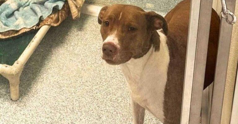 Dog Spent Years Suffering In Shelter Until Her Story Took The Internet By Storm