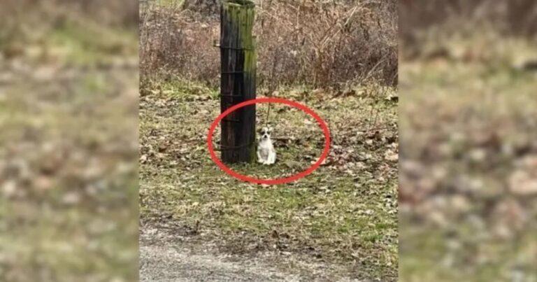 Driver’s Heart Sinks As He Notices A Tiny Creature Tied To A Tree