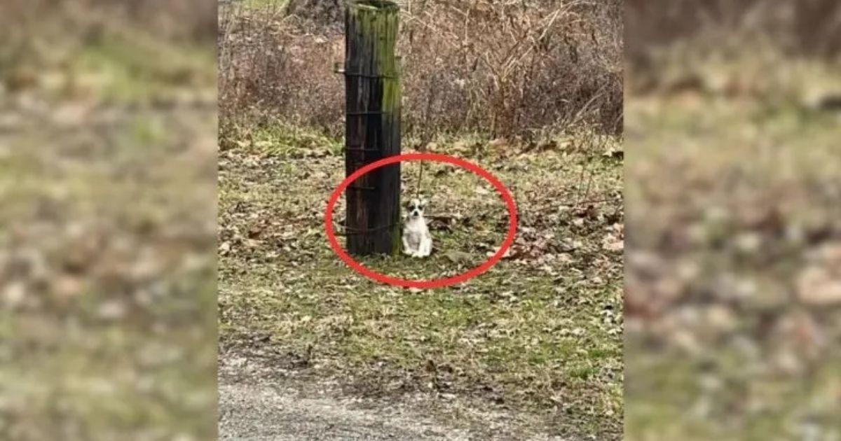 Driver Spots Abandoned Pup Tied To A Tree, Rescues Her From A Life Of Heartache