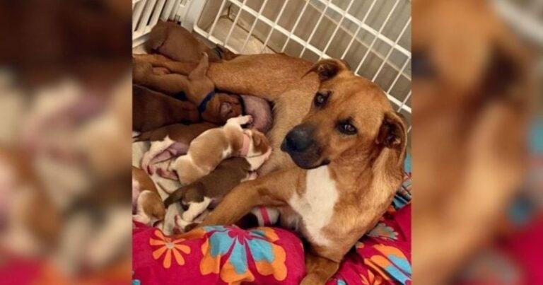 Stray Mama Dog With 14 Puppies Who Used To Shake With Fear Finally Opens Up To Her Rescuers