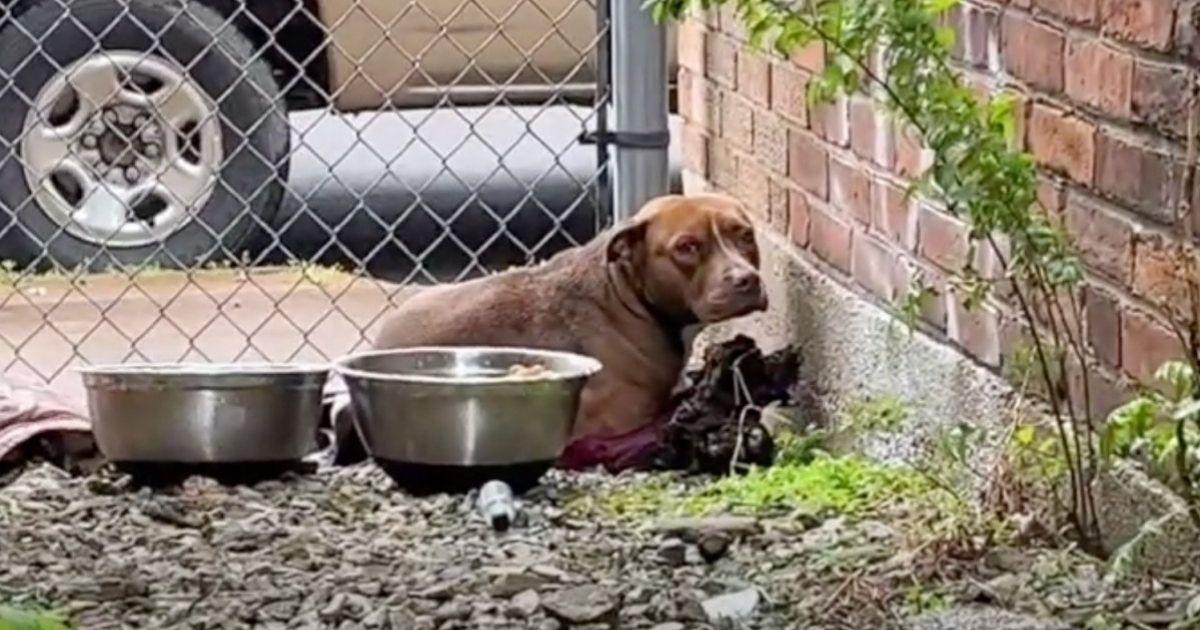 Frightened Stray Pup Living Alone In An Alley Gets Rescued By An Amazing Rescuer