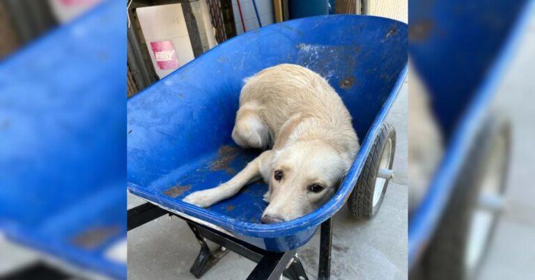 Golden Retriever Wheeled To Be Put Down Rescued At The Last Minute