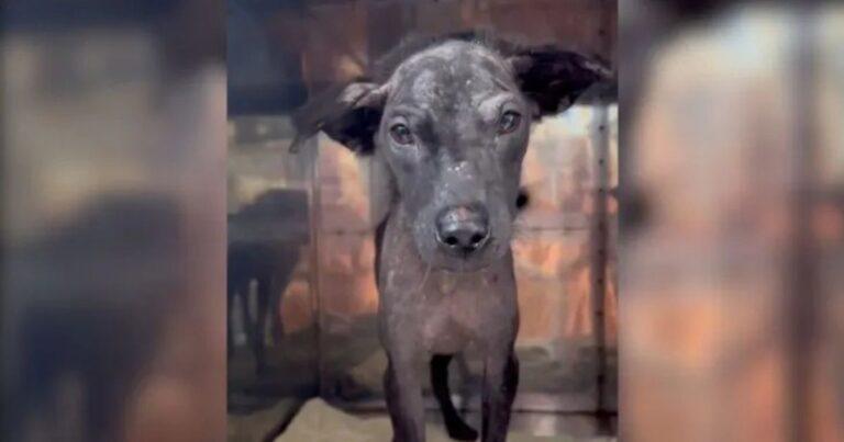 Heartbroken Pup On The Brink Of Death Finds A Miracle That Changes Everything