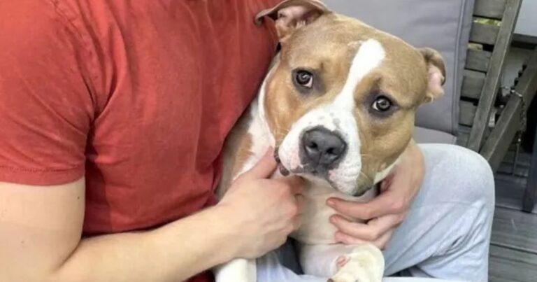 Loyal Pup Abandoned Twice Still Hopes For A Family To Love Forever