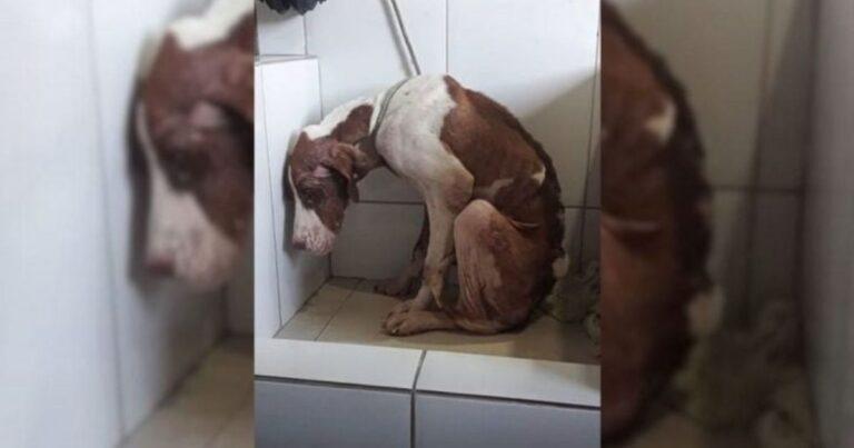 Malnourished Dog, Abandoned By Roadside, Finds Love And A New Life