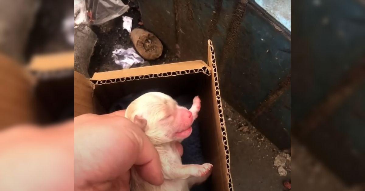 Man Discovers Newborn Puppy Crying In A Trash Box And Saves Its Life