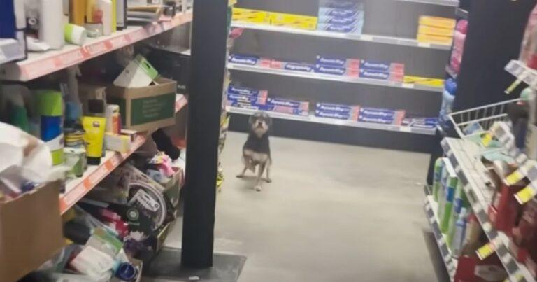 A Man Finds An Adorable Stray Pup Wandering Around Alone At The Store