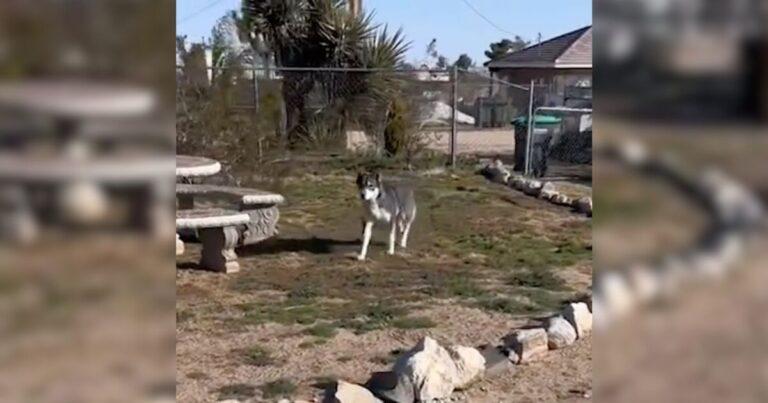 Man Spots A Wolf In His Yard, Then Realizes It's Something Completely Different