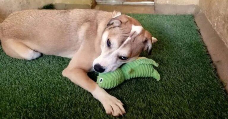 Man Visits Shelter Daily For Two Months To Win The Love Of A Shy Pup