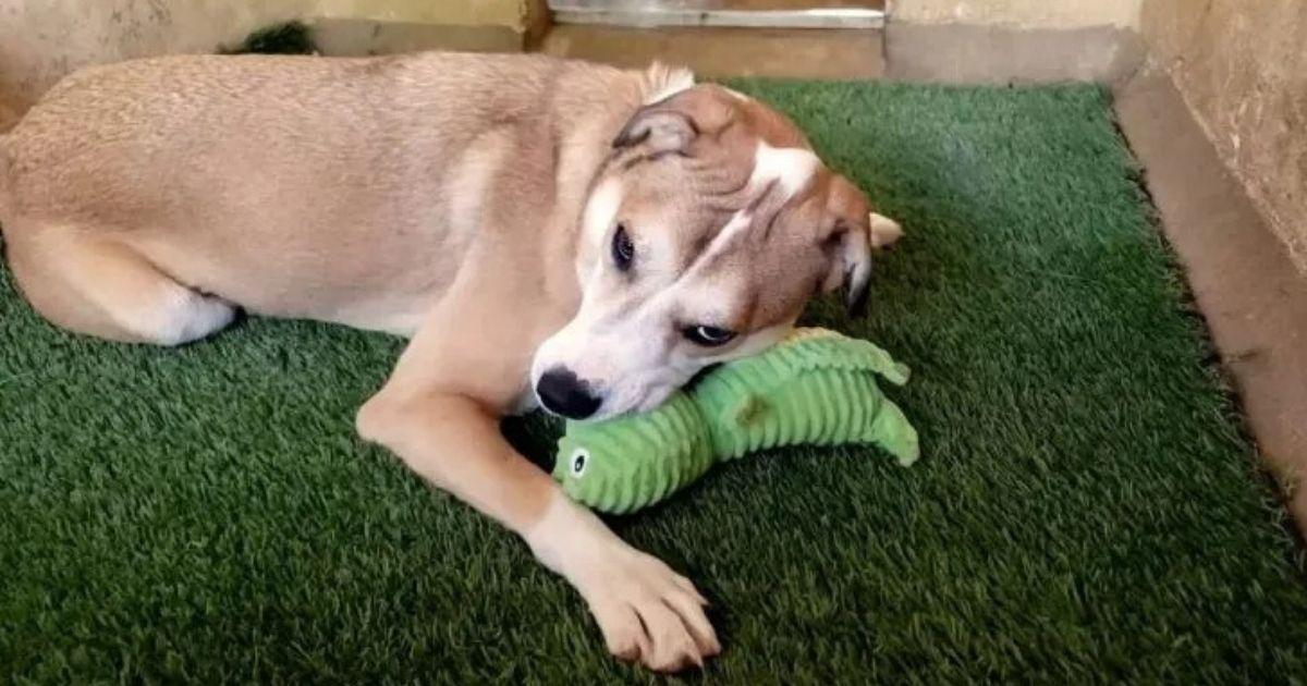 Man Visits Shelter Daily For Two Months To Win Over A Shy Pup