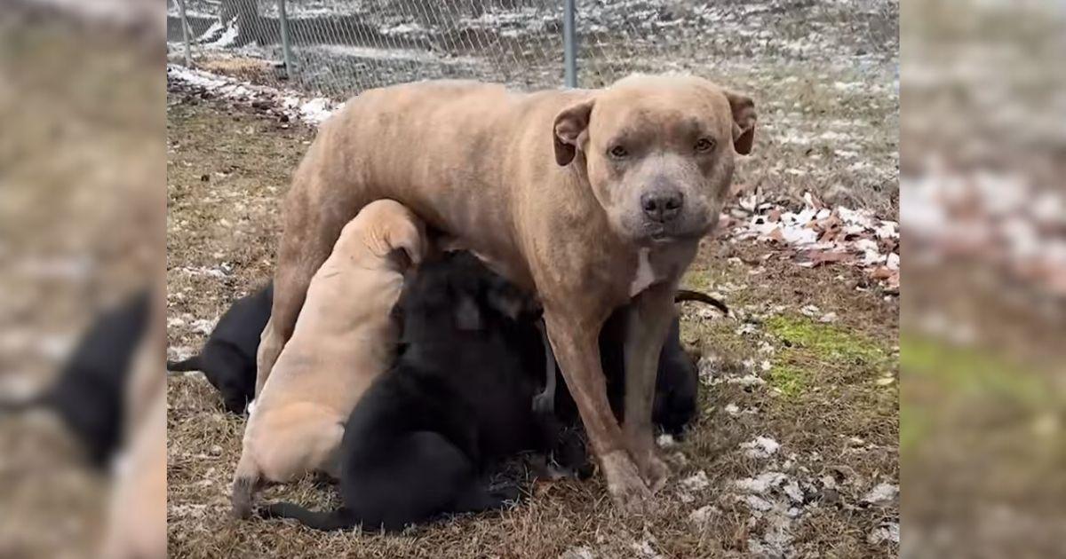 Mother Dog And Her Puppies Saved By A Kind Stranger