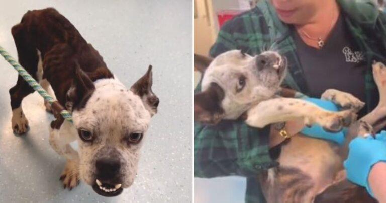 Neglected For So Long, This One-Year-Old Pup Looked Decades Older Than His Age