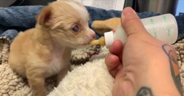 Newborn Pup Was Lost Without Her Mom Until Someone Amazing Stepped In To Help