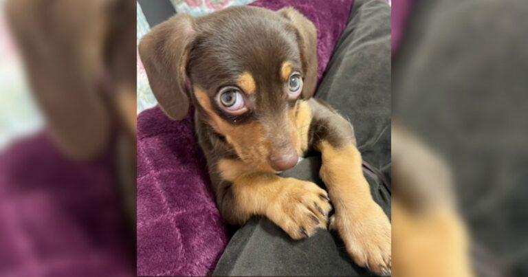 Puppy Experiences Hiccups For The First Time, And His Confused Reaction Is Priceless