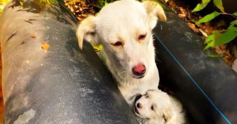 Kindhearted Rescuer Rushes To Help A Stray Dog And Finds A Sweet Surprise Waiting