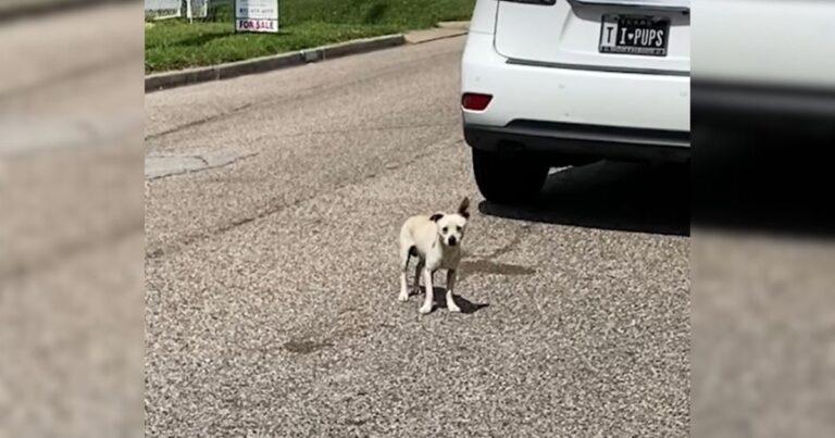 Rescuer Saves Stray Dog With Mysterious Symptoms And A Heartwarming Spirit