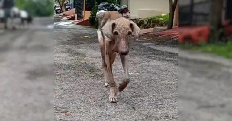 Rescuers Thought This Stray Was A Senior Dog Until She Transformed Into A Stunning Puppy