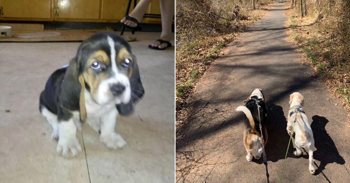 Senior Dog Fills The Streets With Pure Joy As He Reunites With His Old Friend