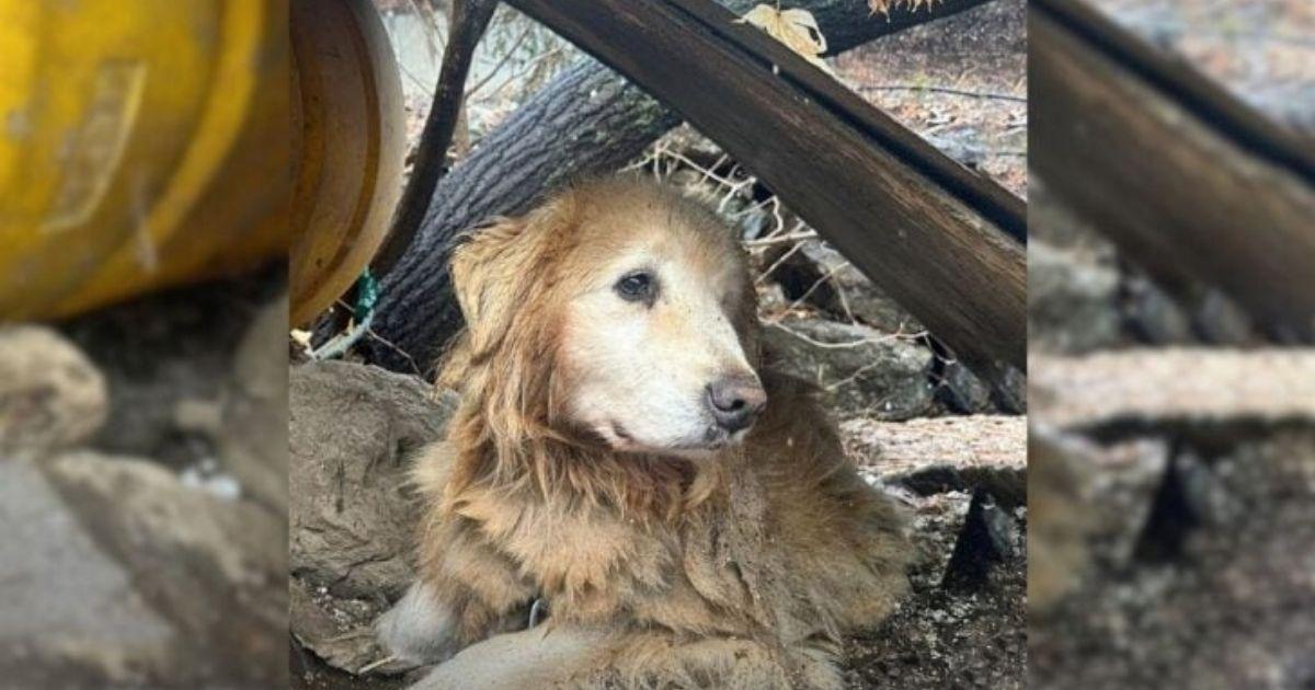 Severely Neglected Dog Spent 10 Years Leashed Near Dangerous Cliff