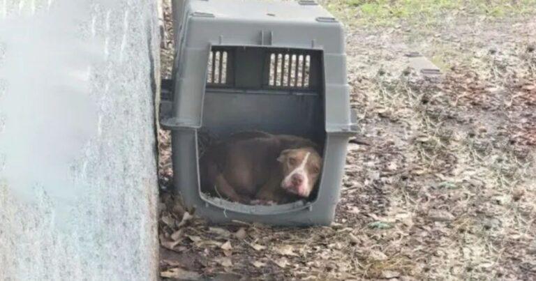 Abandoned Pup Left To Starve Ate Whatever She Could To Survive