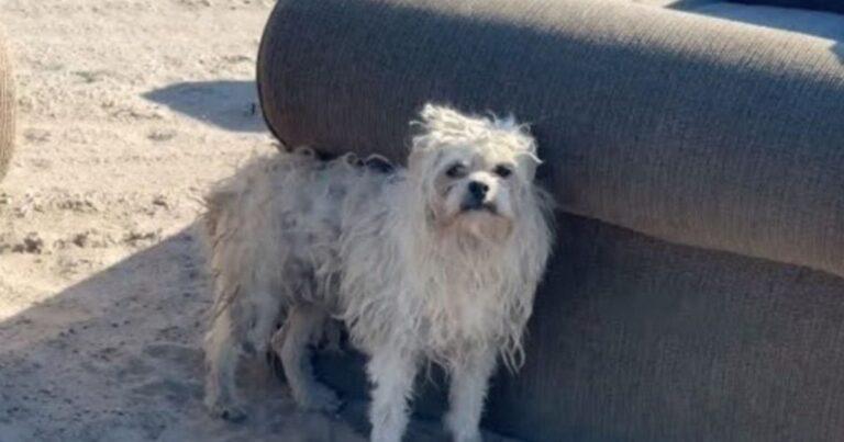 Stray Dog Found Living In Isolation Stuns California Rescuers