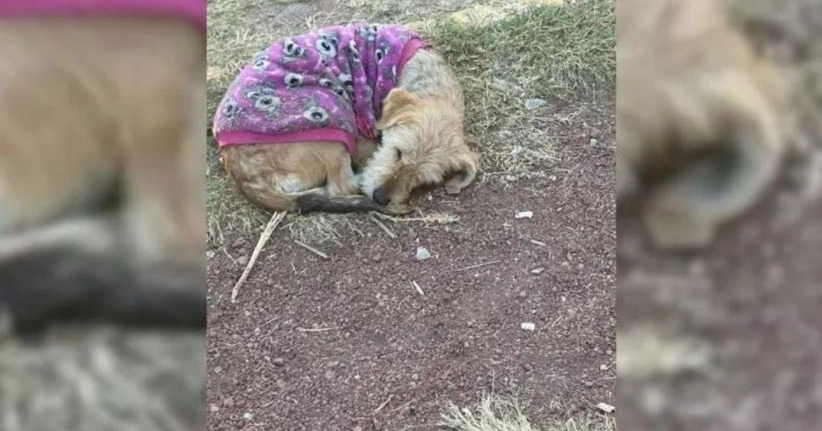 Stray Dog In Purple Sweater Waits Patiently For A Helping Hand