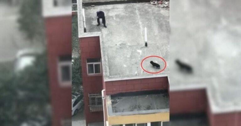 Stray Dog Living On Roof Gets A New Chance At Life—Then A Shocking Discovery Surfaces