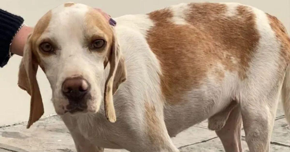 Street Dog With Nothing To Hold Onto Finds Love And A Pile Of Teddy Bears