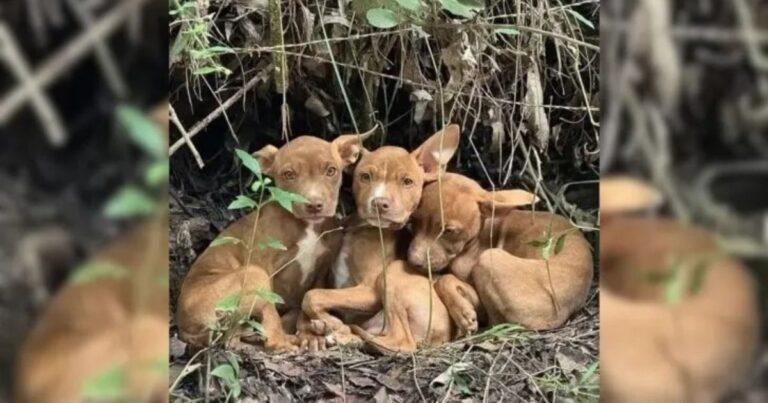 Three Puppies Abandoned In The Forest Found A Miracle Rescue