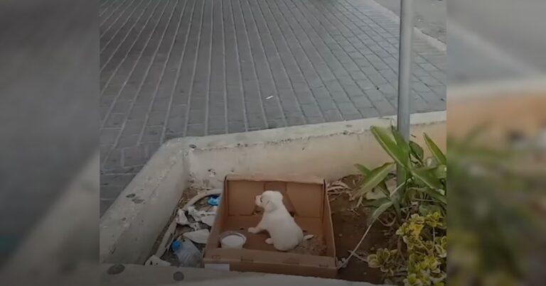 Tiny Crying Pup Dumped Outside A Supermarket Finds Hope In A Rescuer’s Arms