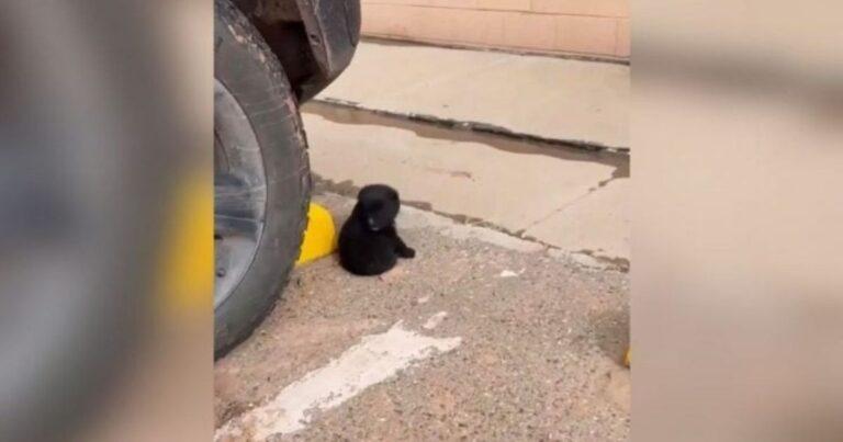 Tiny ‘Little Bear’ Found Sleeping In A Store Parking Lot Begs Shoppers To Take Him Home