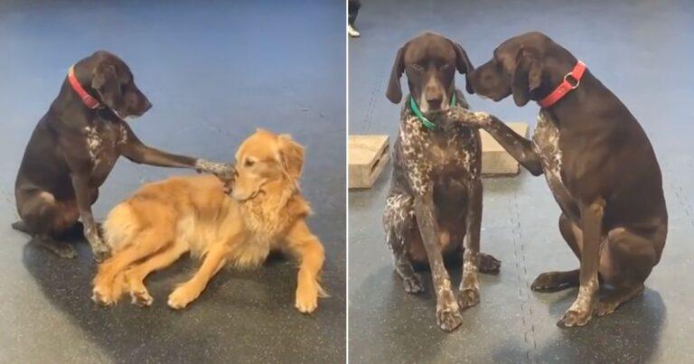 Watch This Adorable Dog Show Love By Petting Other Pups At Daycare