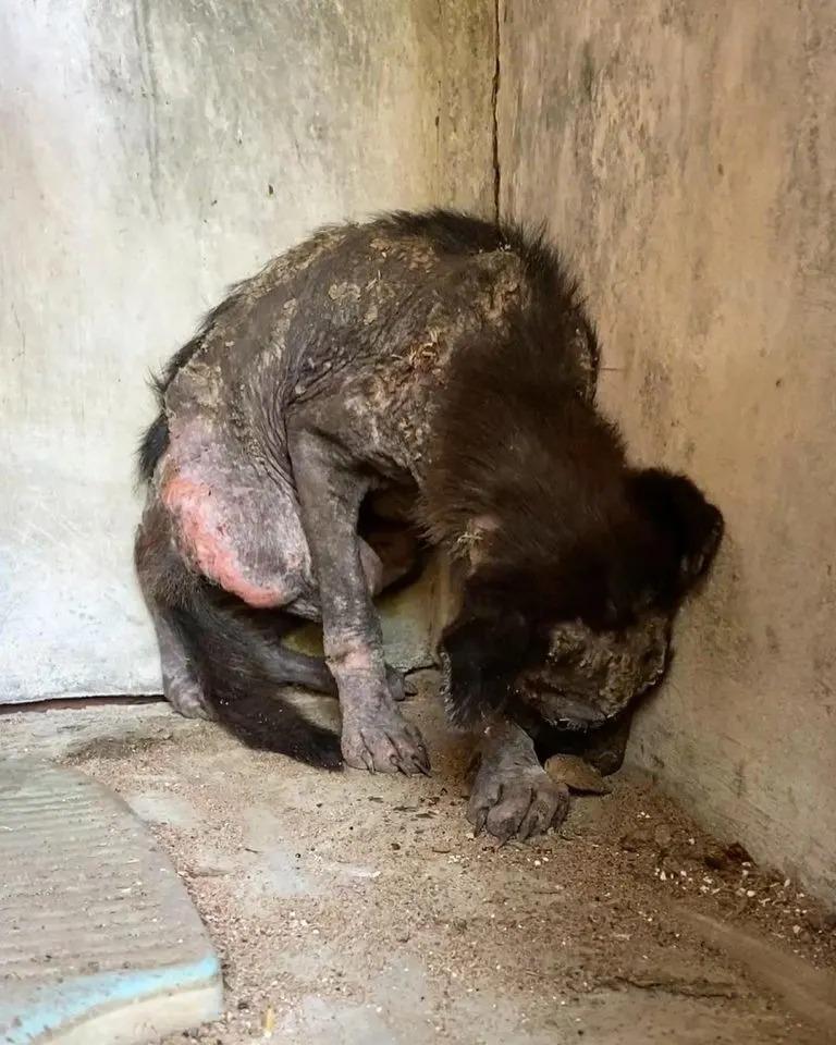 abandoned sick black dog