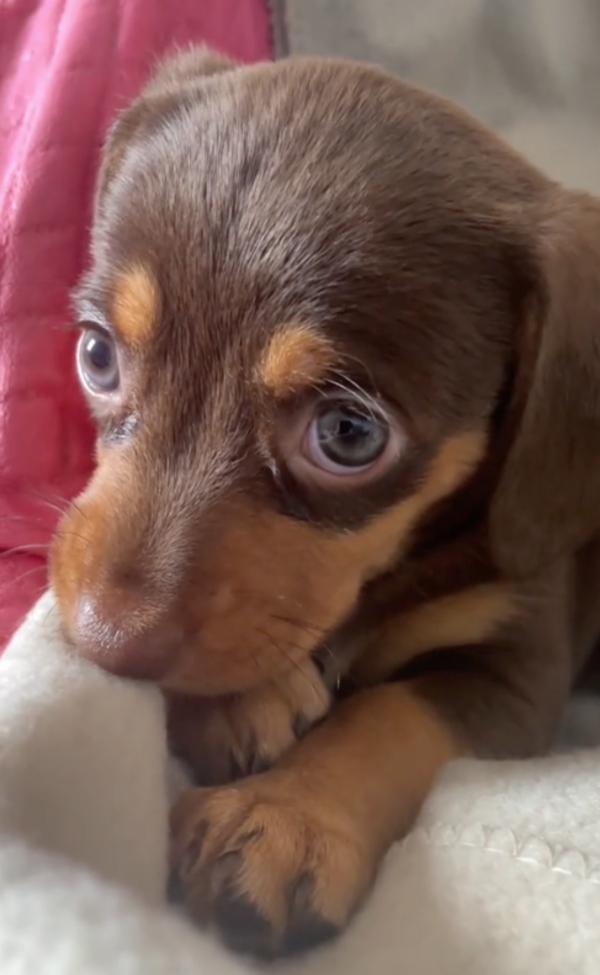 adorable puppy experiencing hiccups