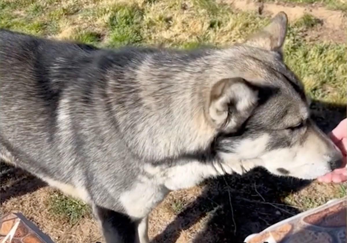 approaching the wolf looking dog