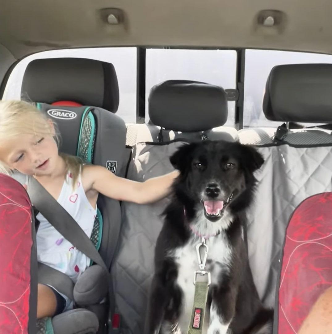 black dog and girl in car