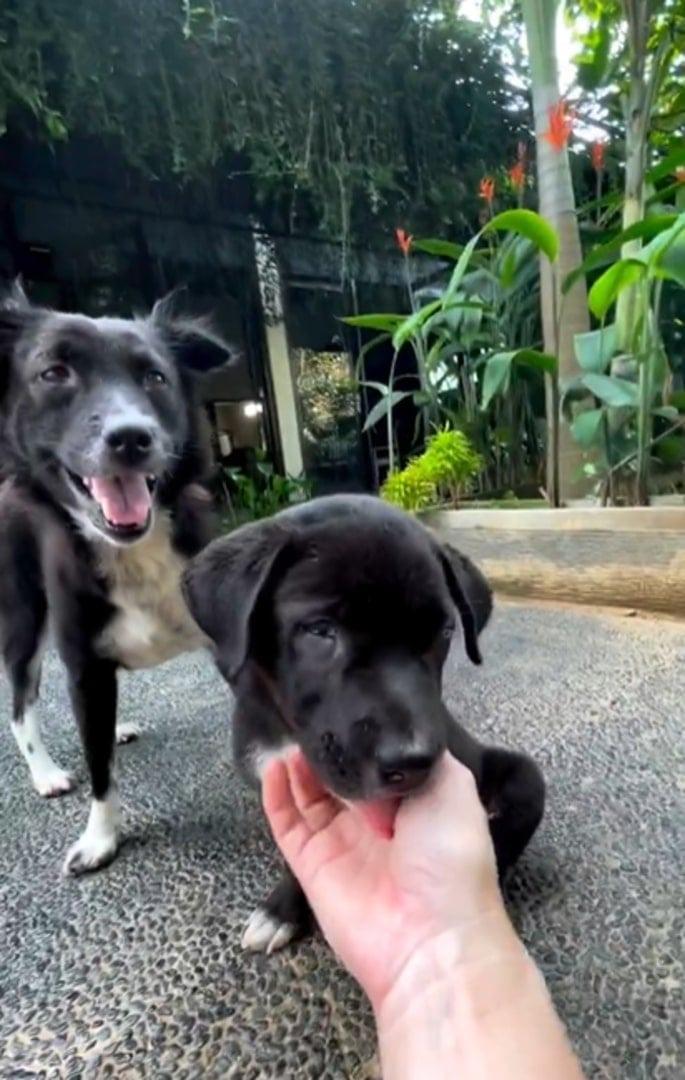 black puppy and dog