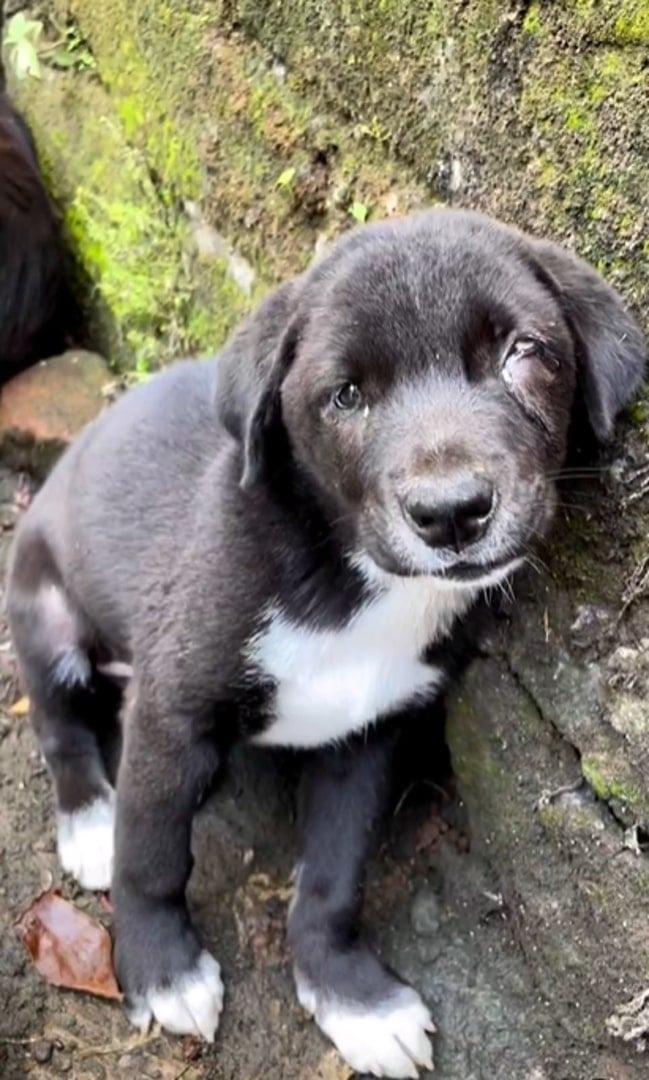 blind black puppy