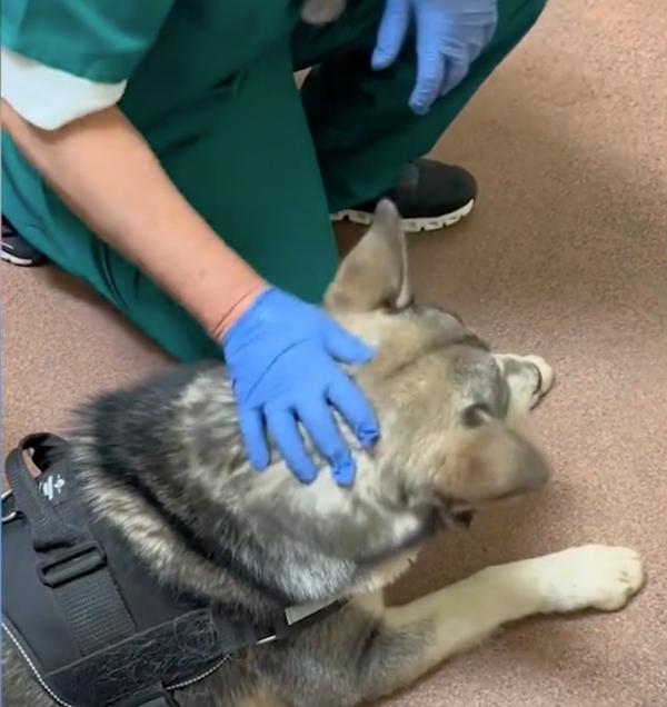 bolt at the vet