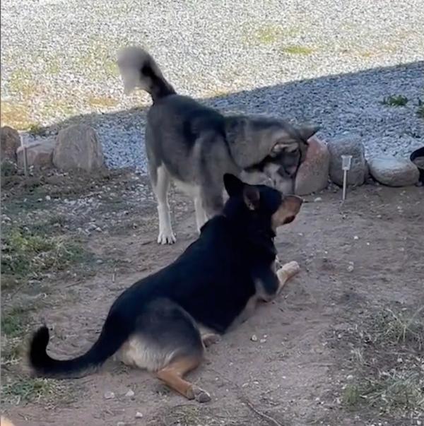 bolt getting friend with his future brother