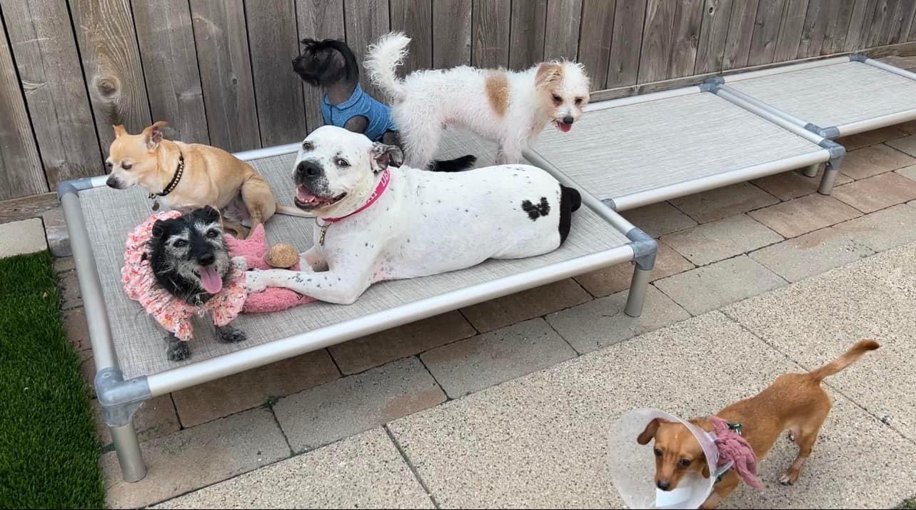 butterfly with a bunch of furry friends