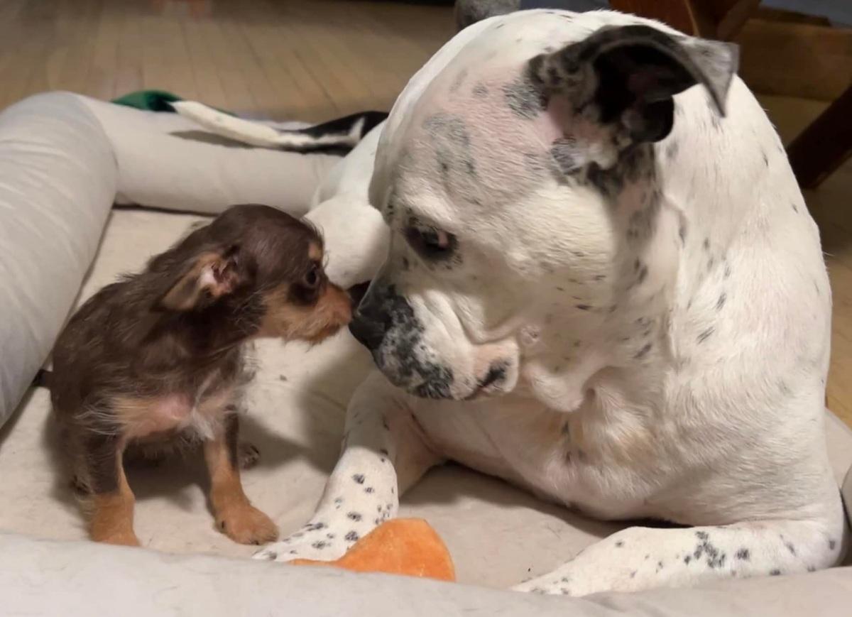 butterfly with a tiny pup