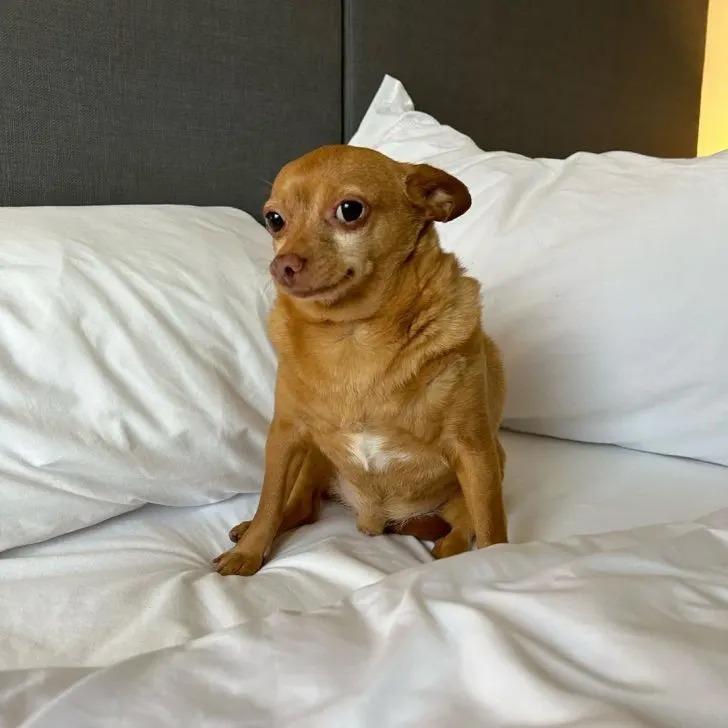 chihuahua on bed