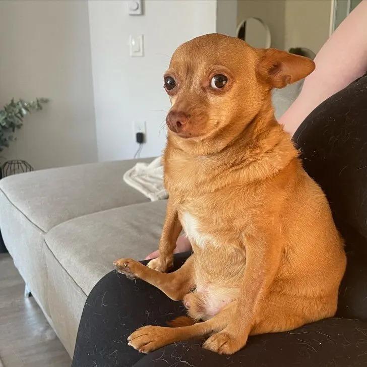 chihuahua sitting on owner