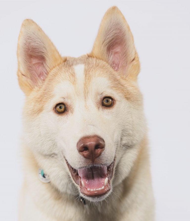 close up of happy puppy