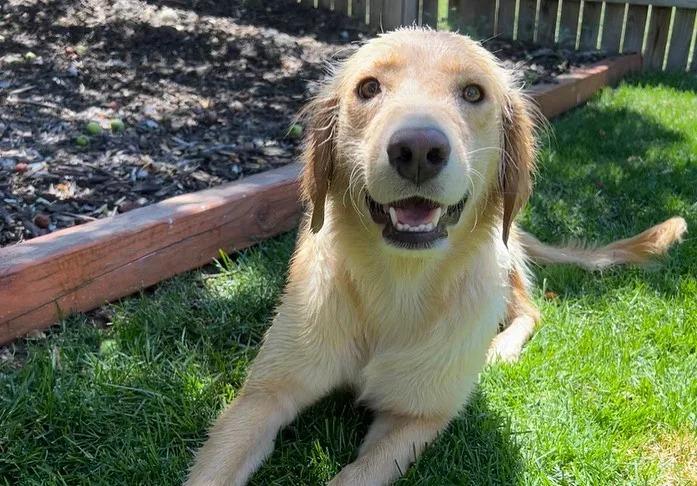 cute dog in a yard